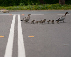 Bluetooth technology unlocks urban animal secrets�