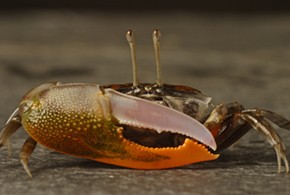 A fiddler crab stares into the camera. Photo by Jeff Wilson.