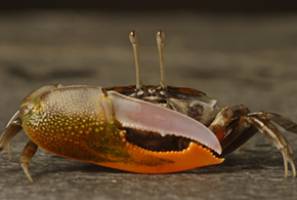 Blurry-eyed beachcombers beat birds