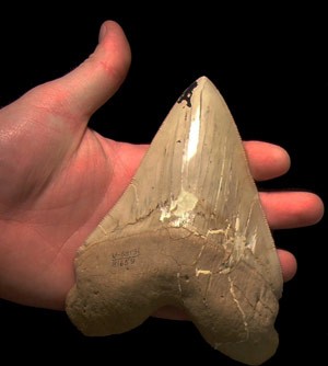 Teeth such as this from the extinct 40-foot-long shark <em>Carcharocles megalodo