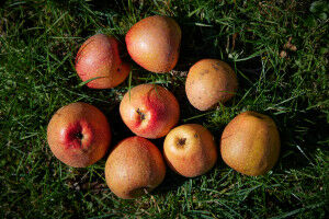 Bonn University helps to propagate rare apple type