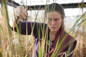 Breeder works to alleviate aluminum toxicity in rice