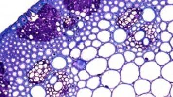 Breeding better grasses for food and fuel