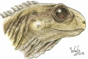 Bristol undergraduate reconstructs the skulls of two species of ancient reptile