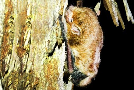 A little forest bat shelters under peeling bark. Image: Darren Le Roux