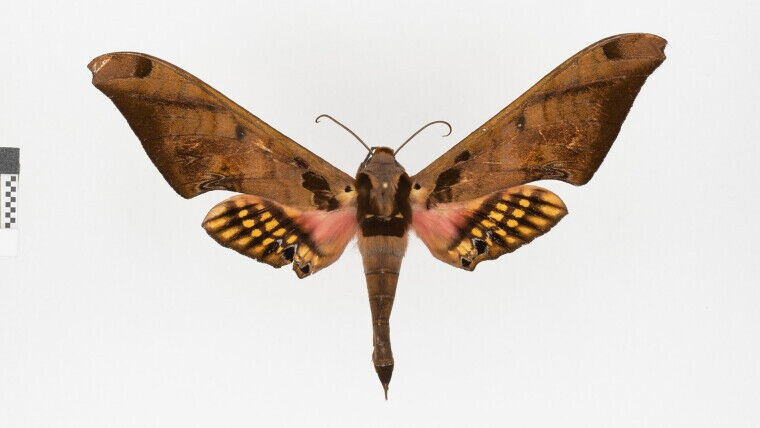 Computer Science - A dissected butterfly from the hawkmoth family (Sphingidae) Image: Gunnar Brehm (Universität Jena) Computer Science