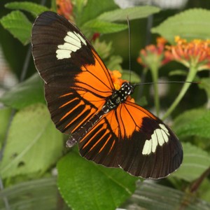 Heliconius melpomene aglaope - this race has shared its wing 
pattern with anoth