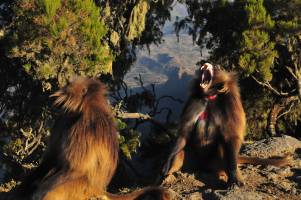 Call of the wild: Male geladas captivate females with moans, yawns
