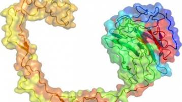 Calnexin - a stable component of the ribosome-translocon complex