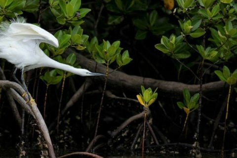 Egret on a mangrove root, Kenya. Photo by UNEP/ Stephanie Foote