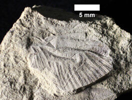 Canada's first dinosaur-era dragonfly fossil�