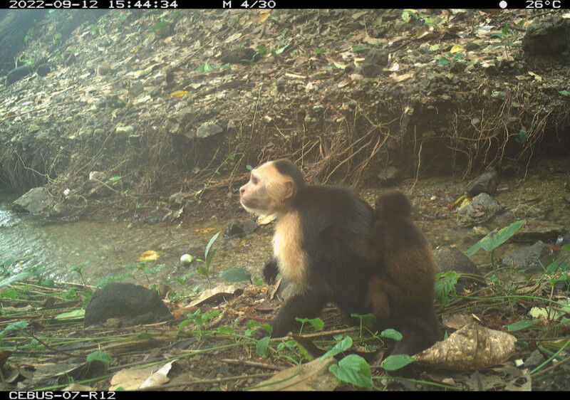 A young male white-faced capuchin monkey carrying a baby howler monkey, caught b