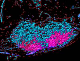 Cc to the brain: how neurons control fine motor behavior of the arm