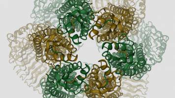 Cellular Valve Structure Opens Up Potential Novel Therapies
