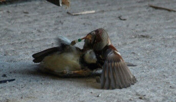 Cheating sparrows and plant defences: News from Imperial