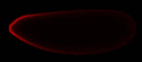 Chemical competition: Research identifies new mechanism regulating embryonic development