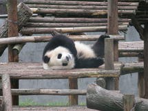 Panda loans have often coincided with trade deals (Image: Kathleen Buckingham)