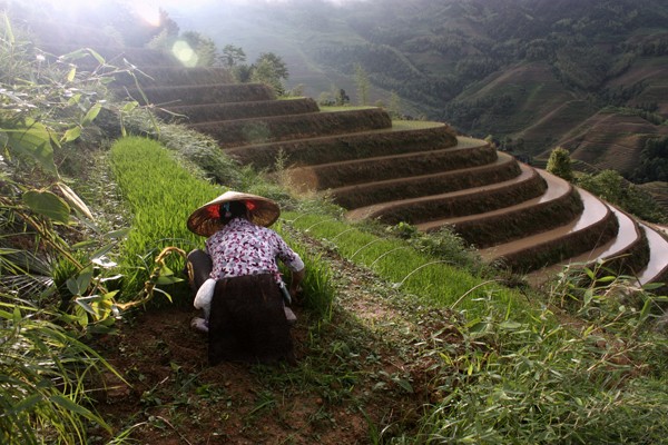 Rice farming is more lucrative than corn for Chinese farmers, but flooded paddie