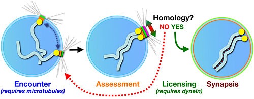 Chromosomes dance and pair up on the nuclear membrane