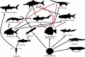 Classic fossil site re-explored in undergraduate project