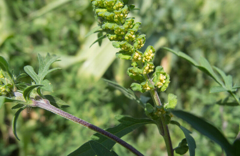 Bild: MedUni Wien/Bastl