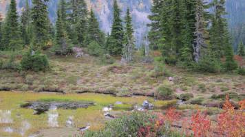Climate change could leave Pacific Northwest amphibians high and dry