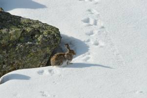 Climate change drives mountain hares to higher altitudes