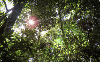 Climate change threatens dung beetles in the Amazon
