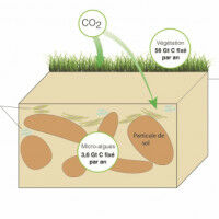 Climate: Soil algae greatly contribute to carbon cycle