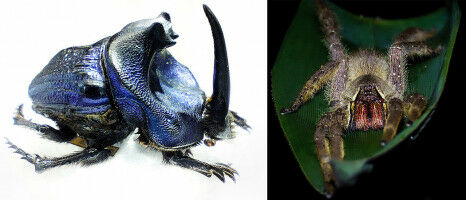 Cold Waves in the Rainforest: What They Mean for Wild Animals