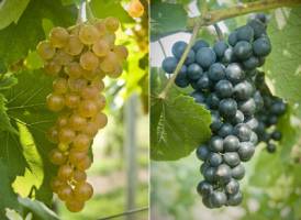 Contest harvests names for new wine grapes