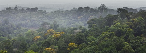 The Brazilian rainforest - monitoring it in order to document any illegal defore