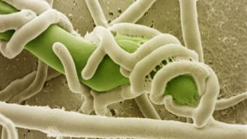 Control pest fungi in an environmentally