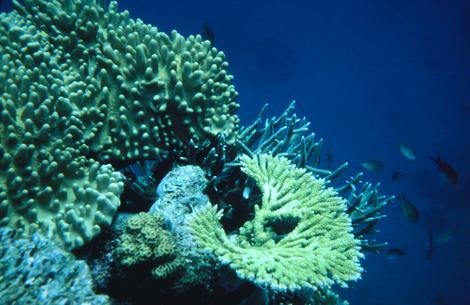 Scientists drilled down to the sea floor to collect coral samples. Photo: IODP
