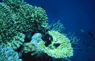 Coral links ice to ancient 'mega flood'