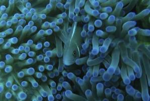 Coral reef fish face barriers when it comes to evolution