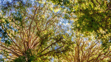 Cracking a long-standing weakness in a classic algorithm