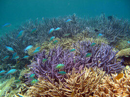 Crucial action needed for coral reefs