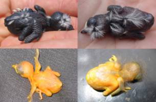 Cuckoos evolve to fool angry birds