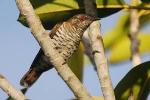 Cuckoos trick other cuckoos in the race to own the nest