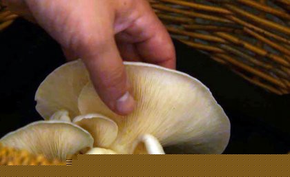 The cellar&rsquo;s thick sandstone walls provide an ideally stable, dark and hum