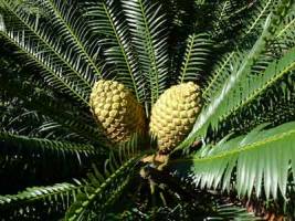 Cycads are not 