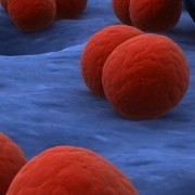 Dangerous liaisons: bacterial ?sex? causes antibiotic resistance