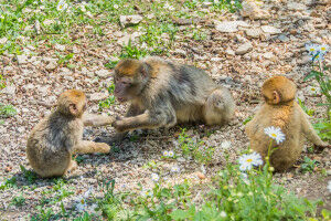 Deciphering the behavioral and neurobiological basis of social interactions