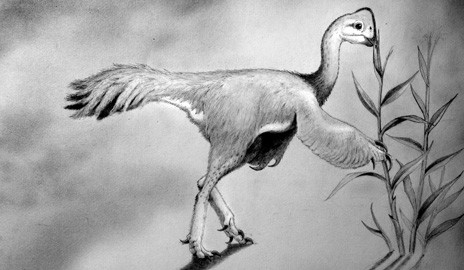 Scientists have named a newly identified turkey-sized, plant-eating dinosaur fou