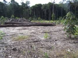 Deforestation will have 'drastic impact' on South America