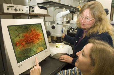 Clinic director Karen Snover-Clift and diagnostician Sandra Jensen analyze sampl
