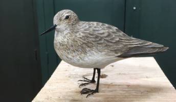 Digital birds perch at Yale's Peabody Museum