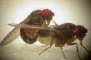 Does promiscuity prevent extinction?