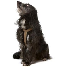 Osteoarthritis affects about 20% of dogs over the age of one